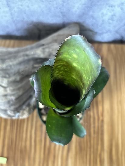 現品】ビルベルギア・ディッピンドッツ Billbergia Dippin Dots 現品】ビルベルギア・ディッピンドッツ Billbergia Dippin Dots