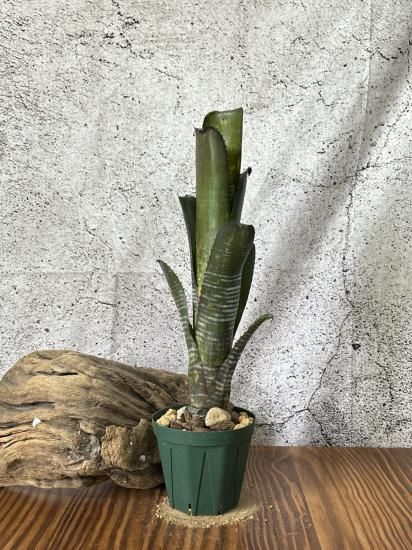 現品】ビルベルギア・ディッピンドッツ Billbergia Dippin Dots