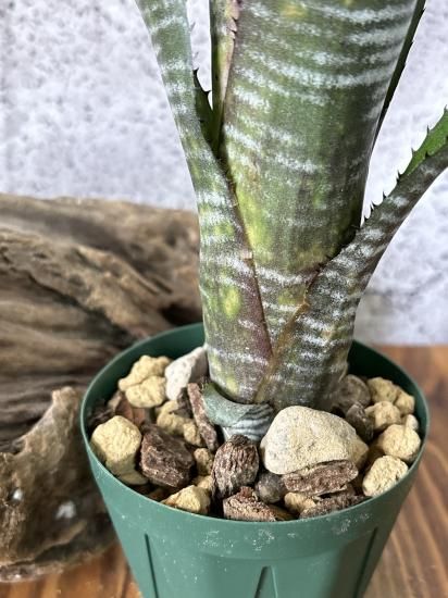 現品】ビルベルギア・ディッピンドッツ Billbergia Dippin Dots 現品】ビルベルギア・ディッピンドッツ Billbergia Dippin Dots