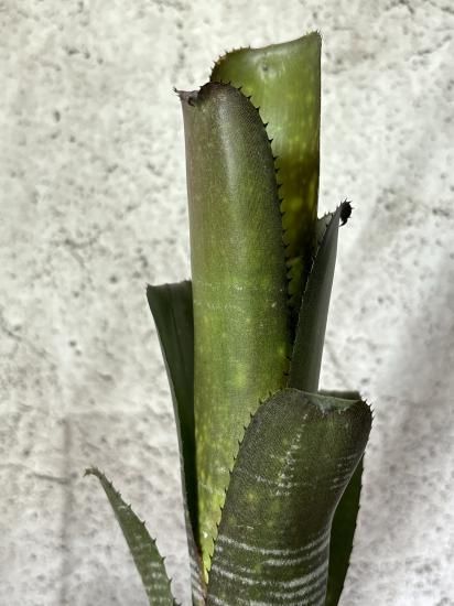 Billbergia 'Spot The Dot'〔ビルベルギア〕B0269 Billbergia 'Spot The Dot'〔ビルベルギア〕B0269 - メルカリ