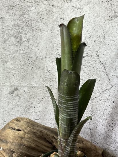 現品】ビルベルギア・ディッピンドッツ Billbergia Dippin Dots