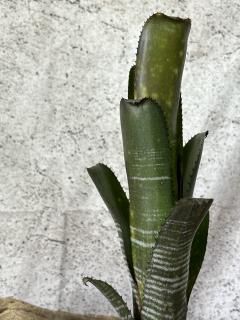 ビルベルギア　ピンクボム　コルク付け 000000025646_nd2ZKq1.jpg