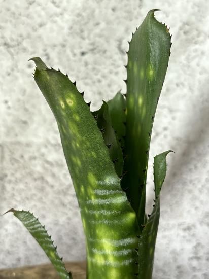 Billbergia kolan apocalyptic【artPLANTs】 ビルベルギア