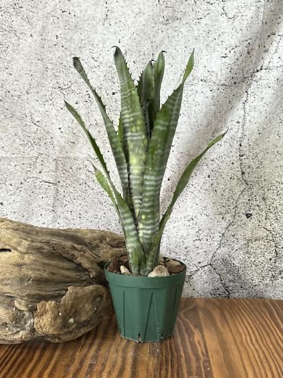 現品】ビルベルギア・コラン パープルピラニア Billbergia Kolan