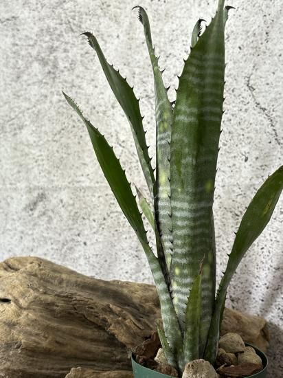現品】ビルベルギア・コラン パープルピラニア Billbergia Kolan