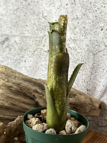 現品】ビルベルギア・コラン ラズベリークリーム Billbergia Kolan