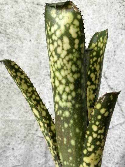ブロメリア・エアープランツ Billbergia Kolan White Lece ブロメリア・エアープランツ Billbergia Kolan White Lece