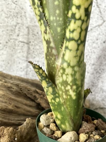 ブロメリア・エアープランツ Billbergia Kolan White Lece ブロメリア・エアープランツ Billbergia Kolan White Lece