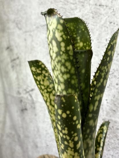 ブロメリア・エアープランツ Billbergia Kolan White Lece ブロメリア・エアープランツ Billbergia Kolan White Lece
