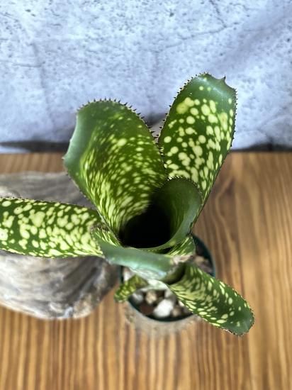 現品】ビルベルギア・コラン ホライトレース Billbergia Kolan