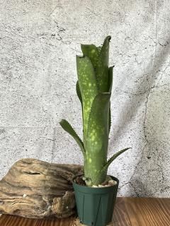Billbergia ビルベルギア - Frontier Plants ONLINE STORE