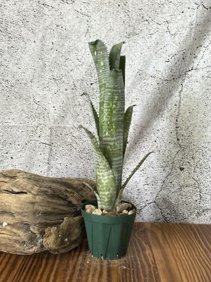 【超歓迎】 現品】ビルベルギア・ノベナ Billbergia Novena（Bill ブロメリア・エアープランツ