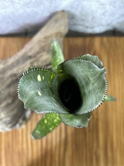 現品】ビルベルギア・ノベナ Billbergia Novena(Bill 現品】ビルベルギア・ノベナ Billbergia Novena(Bill