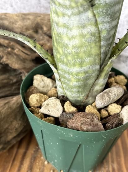 現品】ビルベルギア・ノベナ Billbergia Novena(Bill 現品】ビルベルギア・ノベナ Billbergia Novena(Bill