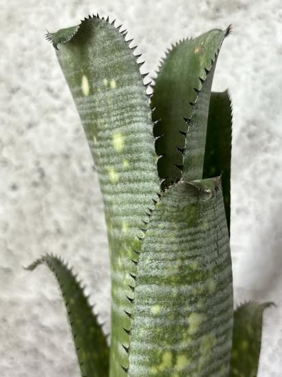 現品】ビルベルギア・ノベナ Billbergia Novena(Bill 現品】ビルベルギア・ノベナ Billbergia Novena(Bill