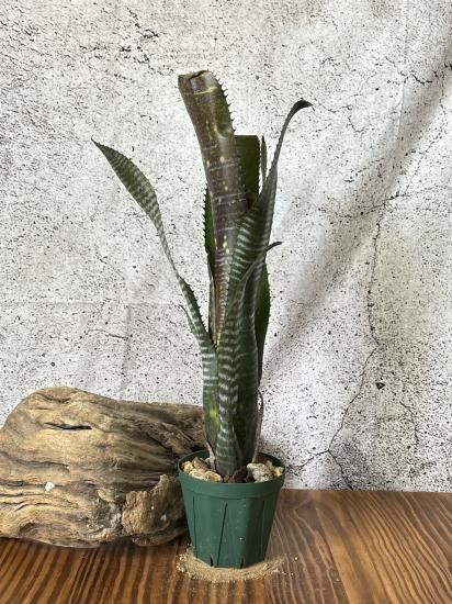 現品】ビルベルギア・オビワン Billbergia Obi-wan (Domingos 現品】ビルベルギア・オビワン Billbergia Obi-wan (Domingos