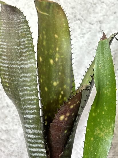現品】ビルベルギア・オビワン Billbergia Obi-wan (Domingos 現品】ビルベルギア・オビワン Billbergia Obi-wan (Domingos