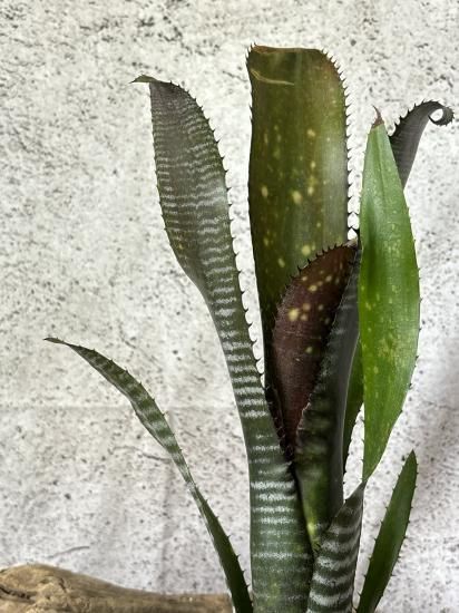 現品】ビルベルギア・オビワン Billbergia Obi-wan (Domingos 現品】ビルベルギア・オビワン Billbergia Obi-wan (Domingos