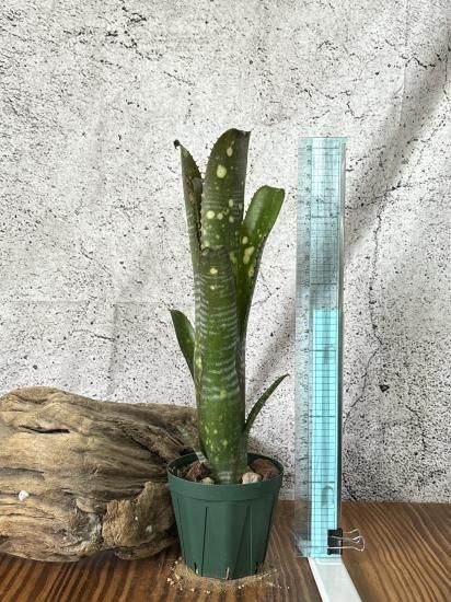 現品】ビルベルギア・スターダスト Billbergia Star Dust - Frontier