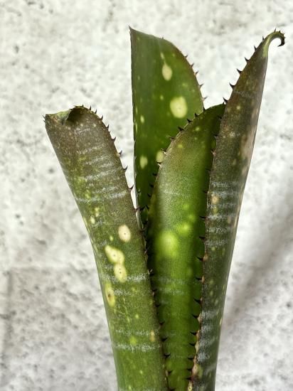 現品】ビルベルギア・スターダスト Billbergia Star Dust - Frontier