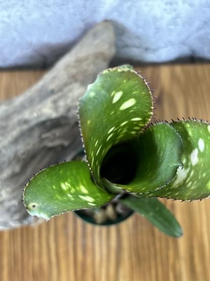 現品】ビルベルギア・スターダスト Billbergia Star Dust - Frontier