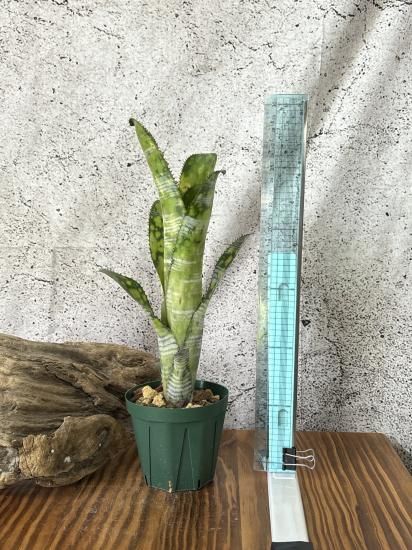 ビルベルギア ドミンゴスマルティンス ビルベルギア ドミンゴスマルティンス | GREEN LUCK