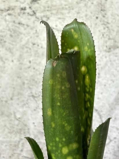 現品】ビルベルギア・タルボット ババラビューティー Billbergia