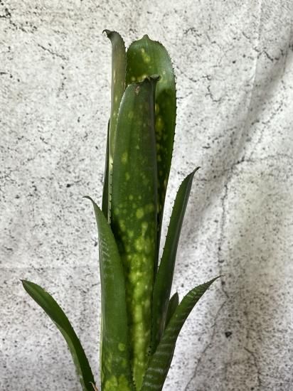 ビルベルギア・タルボットスウィートチェリー Billbergia