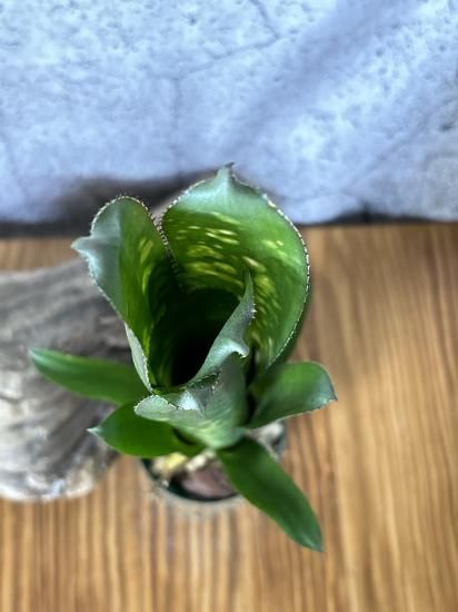 現品】ビルベルギア・タルボット ババラビューティー Billbergia