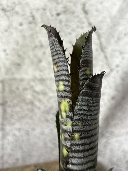 現品】ビルベルギア・タルボット ミスタークーパー Billbergia 現品】ビルベルギア・タルボット ミスタークーパー Billbergia