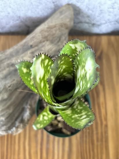 現品】ビルベルギア・トンプライ ファンタスティック Billbergia