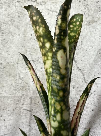 現品】ビルベルギア・トンプライ ピンクジェム Billbergia