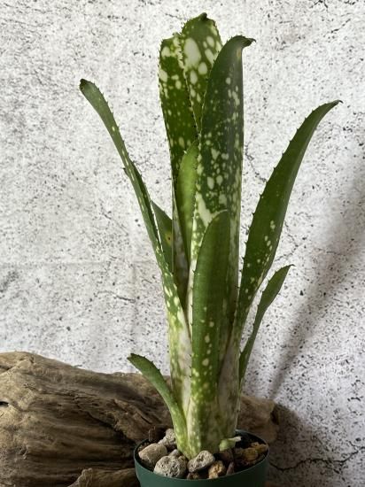 Billbergia 'Ivory Tower'〔ビルベルギア〕B0282 タンクブロメリア ビルベルギア『Ivory Tower』 | Planet Plants