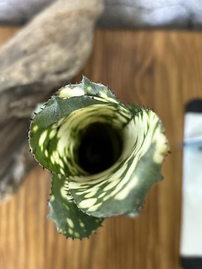 現品】ビルベルギア・トンプライ タイムストーン Billbergia