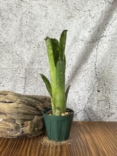 Billbergia ビルベルギア - Frontier Plants ONLINE STORE