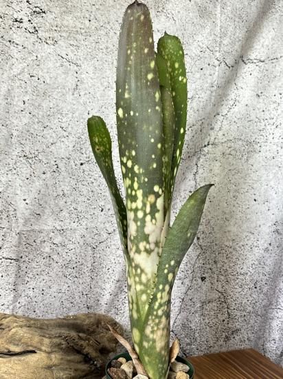 現品】ビルベルギア・トンプライ ホワイトリー Billbergia Toneprai