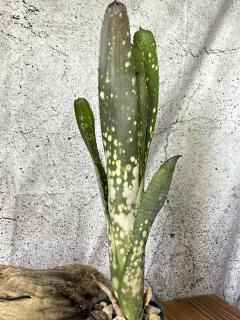 Billbergia ビルベルギア - Frontier Plants ONLINE STORE Billbergia ビルベルギア - Frontier Plants ONLINE STORE