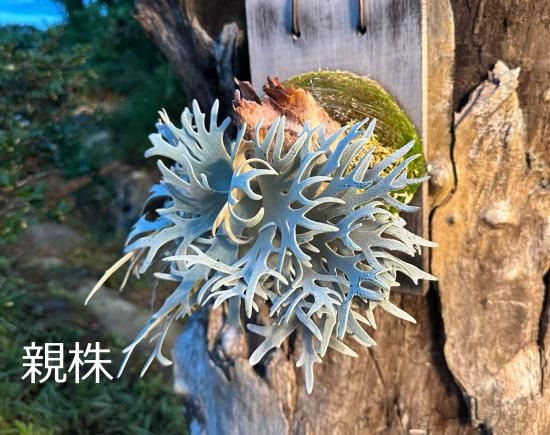 現品】ビカクシダ・ウィリンキー・バクテリア 胞子培養 P 現品】ビカクシダ・ウィリンキー・バクテリア 胞子培養 P