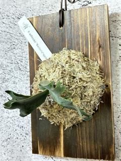 P.vellii ベリー ビカクシダ 子株（ビカクシダ ビカクシダ