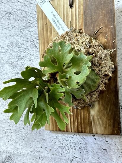 P.Ridleyi 大きく dwarf silver 胞子 P.Ridleyi 大きく dwarf silver 胞子