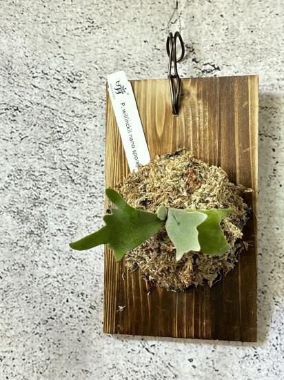 現品】ビカクシダ・ウィリンキー・ナノ 胞子培養 P. willinckii 現品】ビカクシダ・ウィリンキー・ナノ 胞子培養 P. willinckii