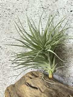 ティランジア・トメキー Yahoo!オークション - KN ティランジア トメキー（TILLANDSIA