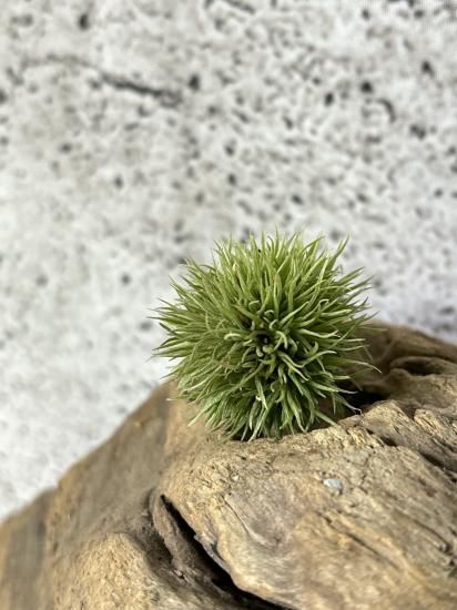 アエラントス テディベア | チランジア+エレクトロニクス