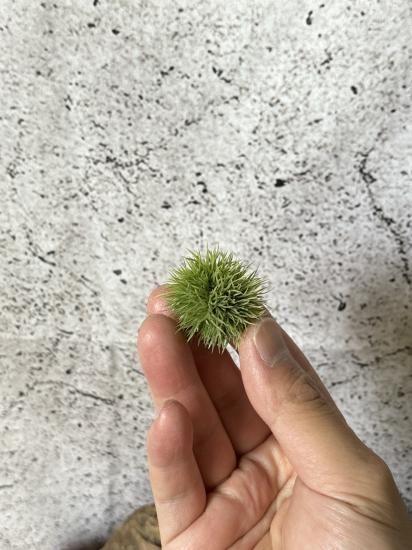 ◇ チランジア アエラントス テディベア 特大サイズ 84 ◇ チランジア