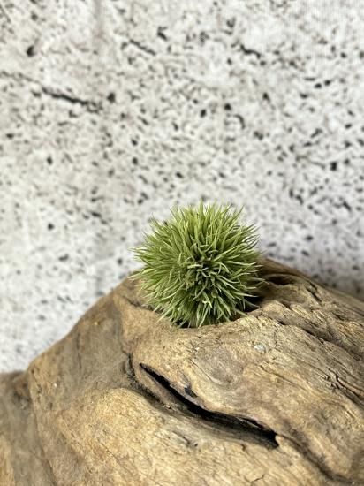 Tillandsia aeranthos Teddy Bear - Davis Farms Wholesale