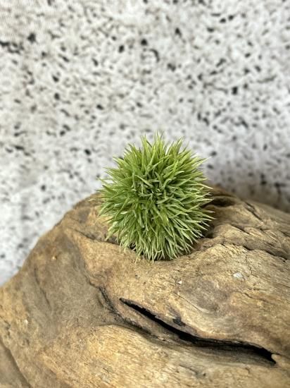 現品】チランジア・アエラントス・テディベア T. aeranthos Teddy Bear