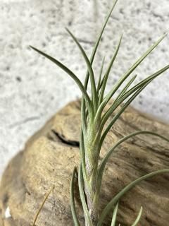 新入荷チランジア New Arrival Tillandsia - Frontier Plants 新入荷チランジア New Arrival Tillandsia - Frontier Plants