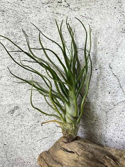 現品】チランジア・ブルボーサ・フリークショウ T. bulbosa