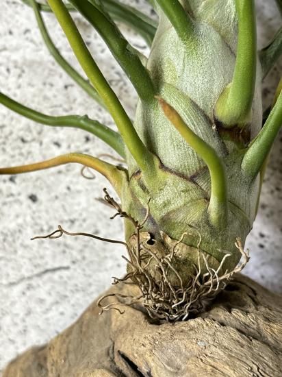 Tillandsia Bulbosa Freak Show 速達発送 現品】チランジア・ブルボーサ・フリークショウ T. bulbosa