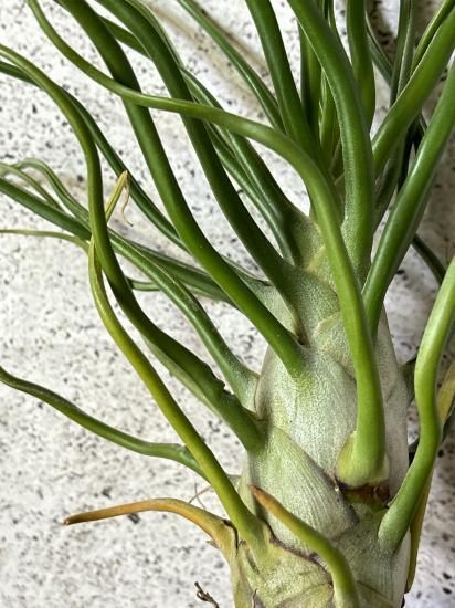 Tillandsia Bulbosa Freak Show 速達発送 現品】チランジア・ブルボーサ・フリークショウ T. bulbosa